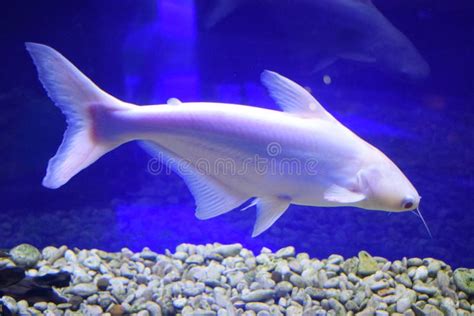 Pangasius Hypophthalmus Albino Stock Image Image Of Fauna Siriped