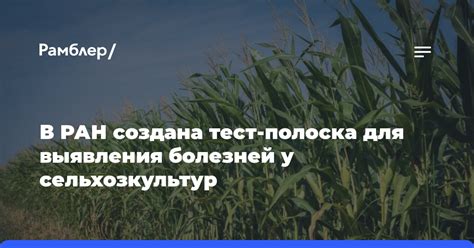 В РАН создана тест-полоска для выявления болезней у сельхозкультур ...