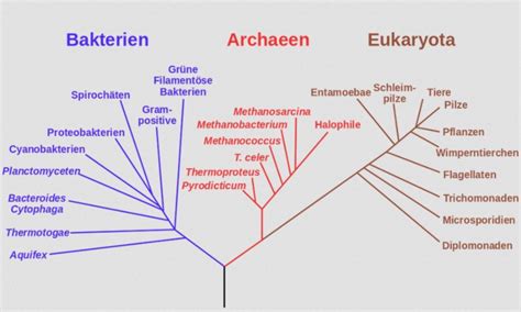 Phylogenetischer Stammbaum Nach Woese Doccheck