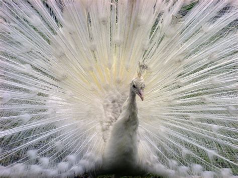 White Peacock Beacon Hill Park Victoria British Columbia… Flickr