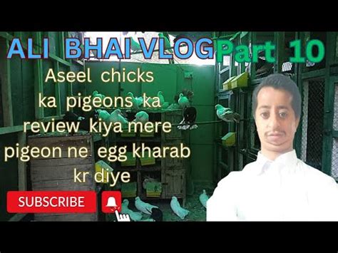 Mere Pigepns Ne Egg Kharab Kar Diye Aseel Chicks Ka Pigeons Ka Review