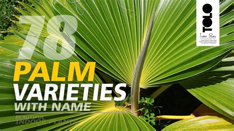 Palm Varieties With Name Beautiful Indoor Palms Types Of Palm