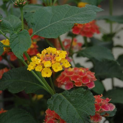 Confetti Lantana Platt Hill Nursery