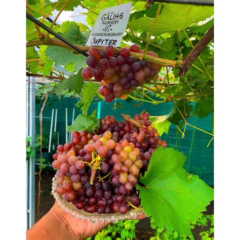 Jual Bibit Anggur Import Jupiter Usa Seedless Shopee Indonesia