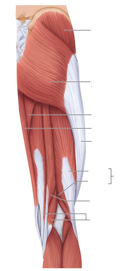 Lab 3 Superficial Posterior Muscles Of The Right Hip And Thigh