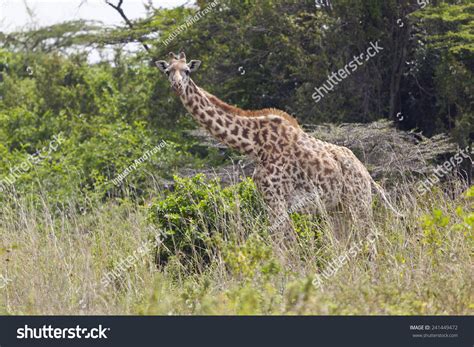 Giraffe Nairobi National Park Kenya Stock Photo 241449472 | Shutterstock