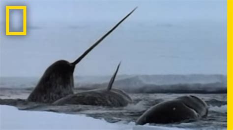 The Narwhals Mysterious Tusk National Geographic Youtube