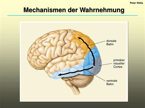 Ppt Kapitel Mechanismen Der Wahrnehmung Des Bewusstseins Und Der