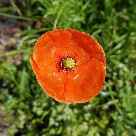 Graines De Coquelicot Semences De Papaver Rhoeas