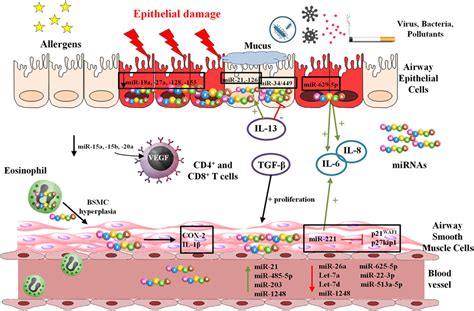 Frontiers Novel Modulators Of Asthma And Allergy Exosomes And MicroRNAs