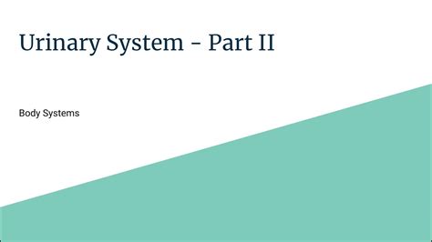 Urinary System Part II YouTube