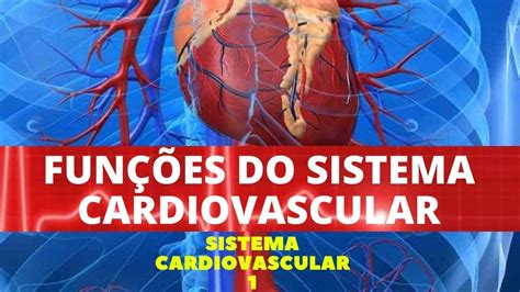 Fun Es Do Sistema Cardiovascular Sistema Cardiovascular Youtube