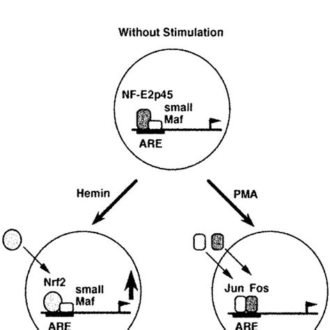 Schematic Model Of The Regulation Of The Are Of The Thioredoxin