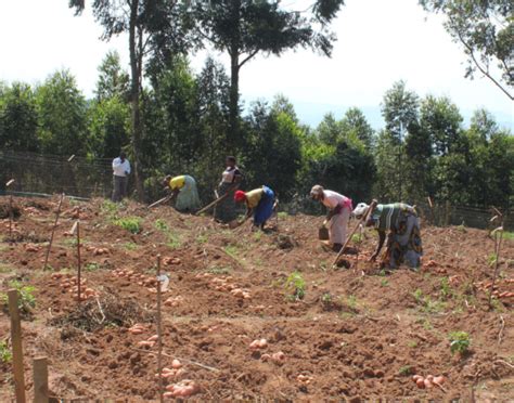 Late Blight Resistant Potatoes In Uganda Promise Impressive Returns International Potato Center