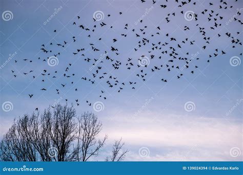 A Flock Of Birds Flying Away Stock Photo Image Of Migration Evening