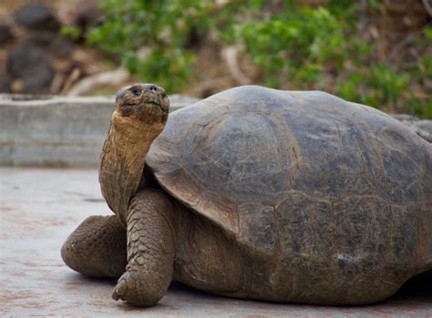 How Long Do Galápagos Tortoises Live? | Tortoise Owner