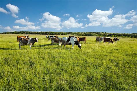 Cows Grazing In Green Meadow Stock Image Colourbox