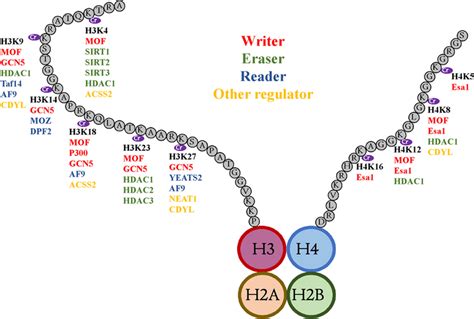 Histone Crotonylation And Its Regulating Factors Schematic Model Shows