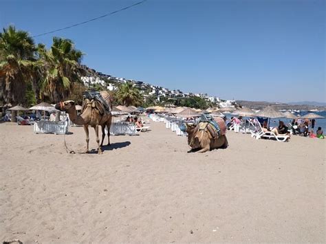 Camel Beach Bodrum Aktuelle 2020 Lohnt Es Sich Mit Fotos