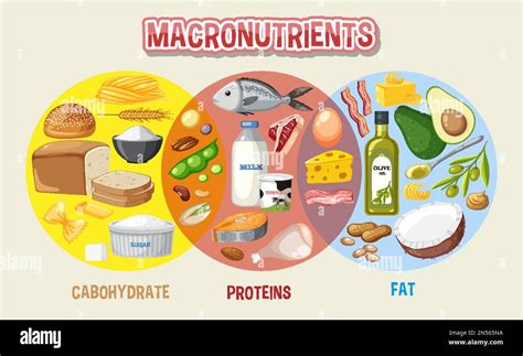 Principales grupos de alimentos macronutrientes ilustración vectorial