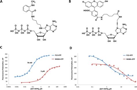 Fluorescence Polarization Assay Development And Validation A Chemical Download Scientific