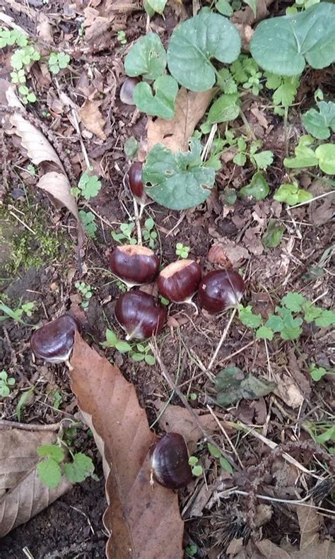 Sweet Chestnut European chestnut Tree Castanea sativa 10 | Etsy