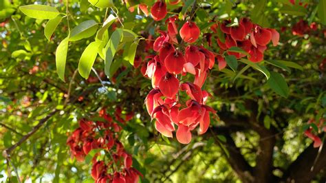 Discover The National Flower Of Argentina The Ceibo