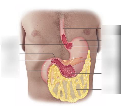 Stomach Diagram Diagram Quizlet