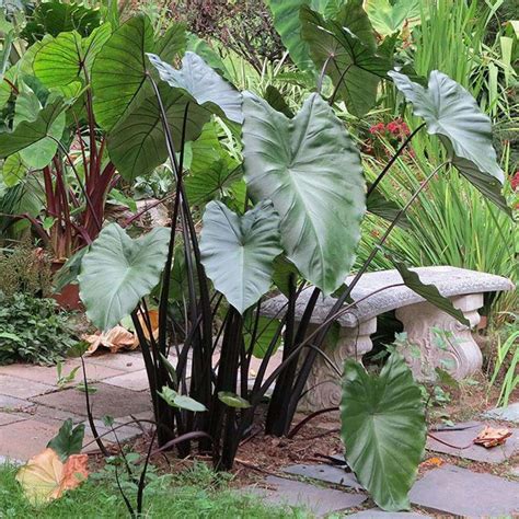 Violet Stemmed Taro Shallow Water Plant Chalily Ponds Gardens