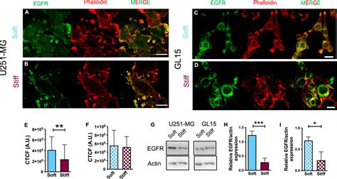 Frontiers Substrate Stiffness Effect On Molecular Crosstalk Of