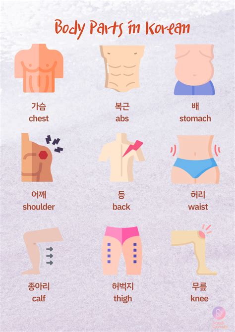 Body Parts In Korean Artofit