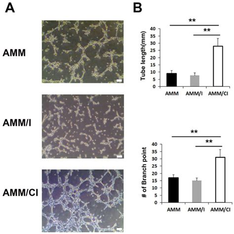 Figure 2 From Dual Cxcr4 Il 10 Gene Edited Human Amniotic Mesenchymal