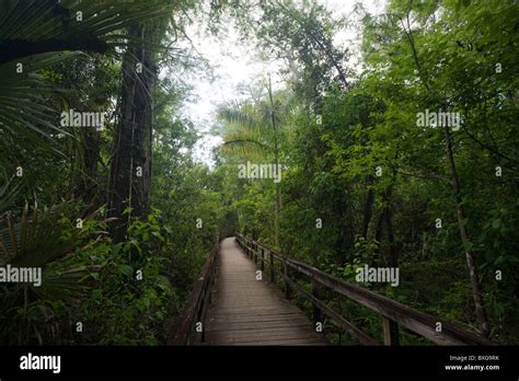 Ecosistema delle everglades fotografías e imágenes de alta resolución