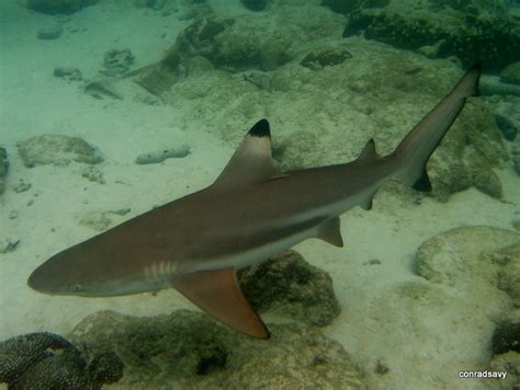 Blacktip Reef Shark California Academy Of Sciences Philippine Coral