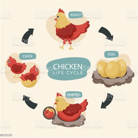 Hand Drawn Chicken Life Cycle Vector Illustration Stock Illustration