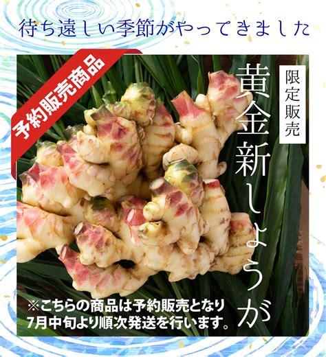 【楽天市場】【送料無料】 【季節限定】 高知産 ハウス栽培 黄金新生姜 4kg 産地直送 自社栽培 季節限定 生姜 しょうが ショウガ 国産