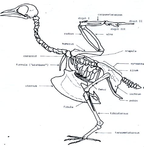 Bird Skeleton With Element Names Cohen Serjeantsson 1996