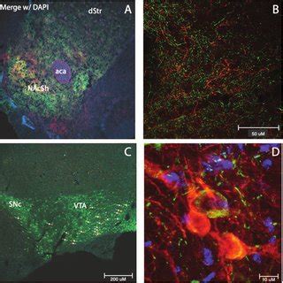 Projection Specific Targeting Of Vta Nac Daergic Projection Panel A