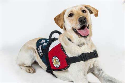 Can A Service Dog Help With Ptsd