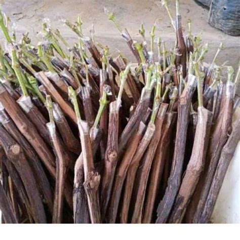 Jual Cutting Grafting Anggur Import Ninel Trans GosV Sansekerta MF