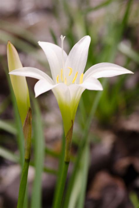 Rain Lilies Flowers Of Cloudland Canyon State Park INaturalist