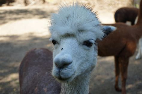 Premium Photo Close Up Portrait Of Alpaka Looking At Camera