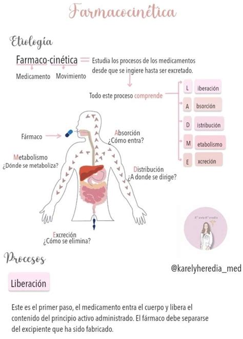 Pin De Nancy En Doc Enfe En Farmacologia Metabolismo Cuerpo