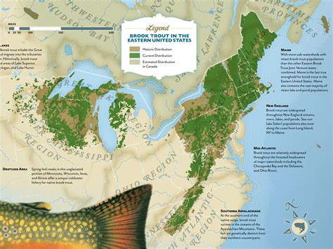 Brook Trout Distribution Map by Jeremy Carlson on Dribbble