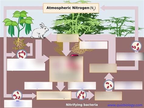 Nitrogen Cycle Diagram Quizlet