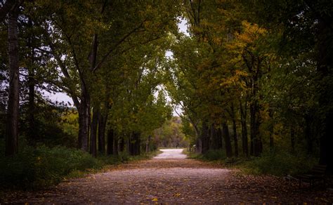 Autumn Daylight Environment Fall Forest Guidance Landscape Leaves Light Nature