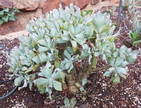 Ripple Jade Crassula Arborescens Undulatifolia Succulent Shop Nursery South Africa Buy