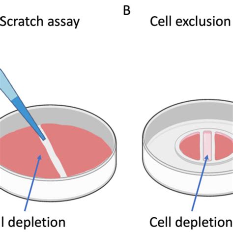 3777 Pdfs Review Articles In Scratch Assay