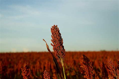 Heat Promotes Successful Row Crops In South Texas Texas Farm Bureau