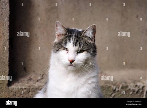 Cat Infected With Feline Herpesvirus Feline Viral Rhinotracheitis Or